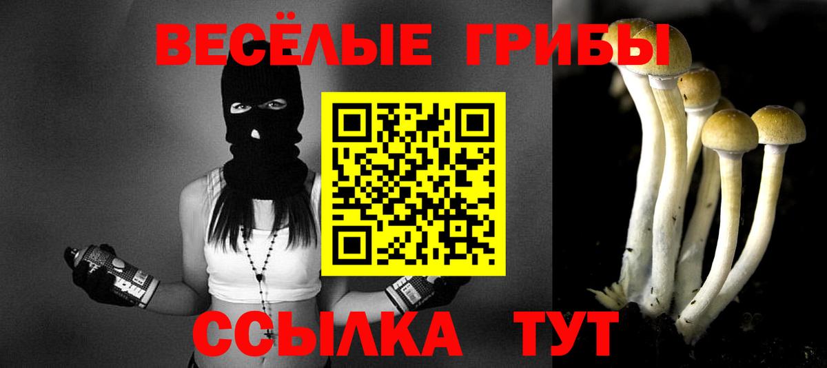 Псилоцибиновые грибы Psilocybine cubensis Ярославль